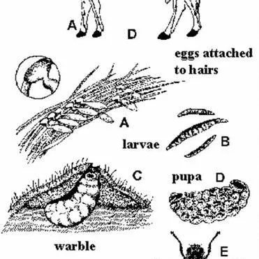 thumbnail for publication: Common Cattle Grub, Hypoderma lineatum (Villers) (Insecta: Diptera: Oestridae)